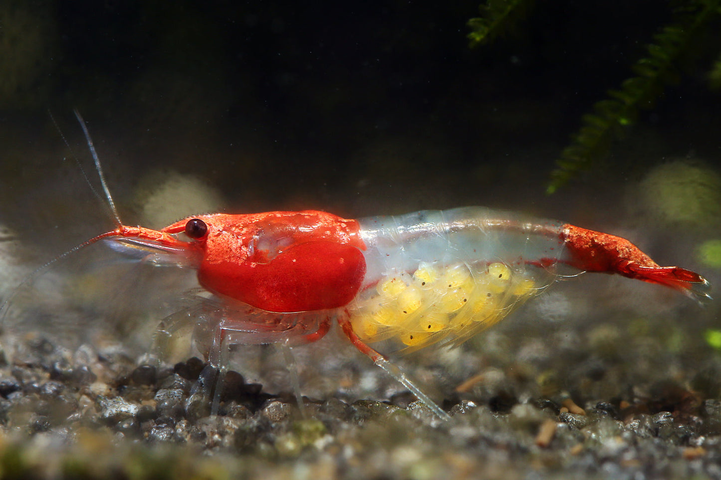 Red Rili