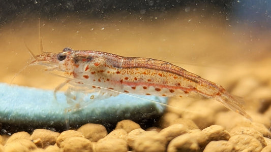 Red Amano / Yamato Shrimp