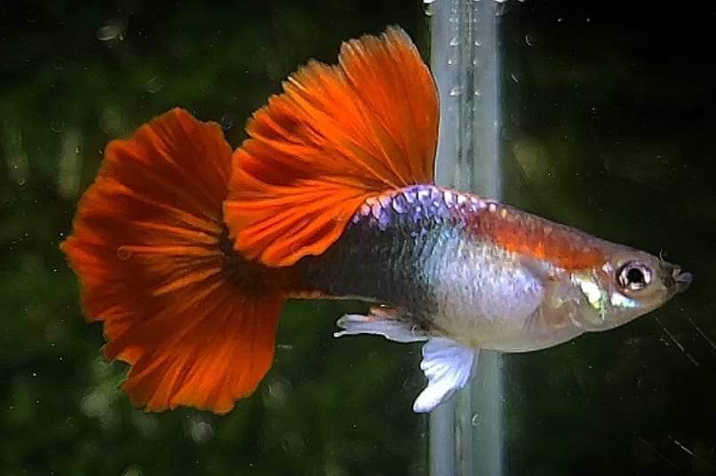 Half Black Red Rose Guppy