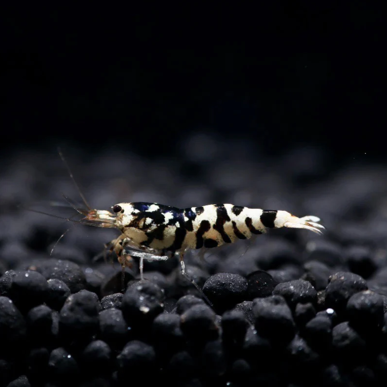 Black Fancy Tiger A-SS (Medium Grade)