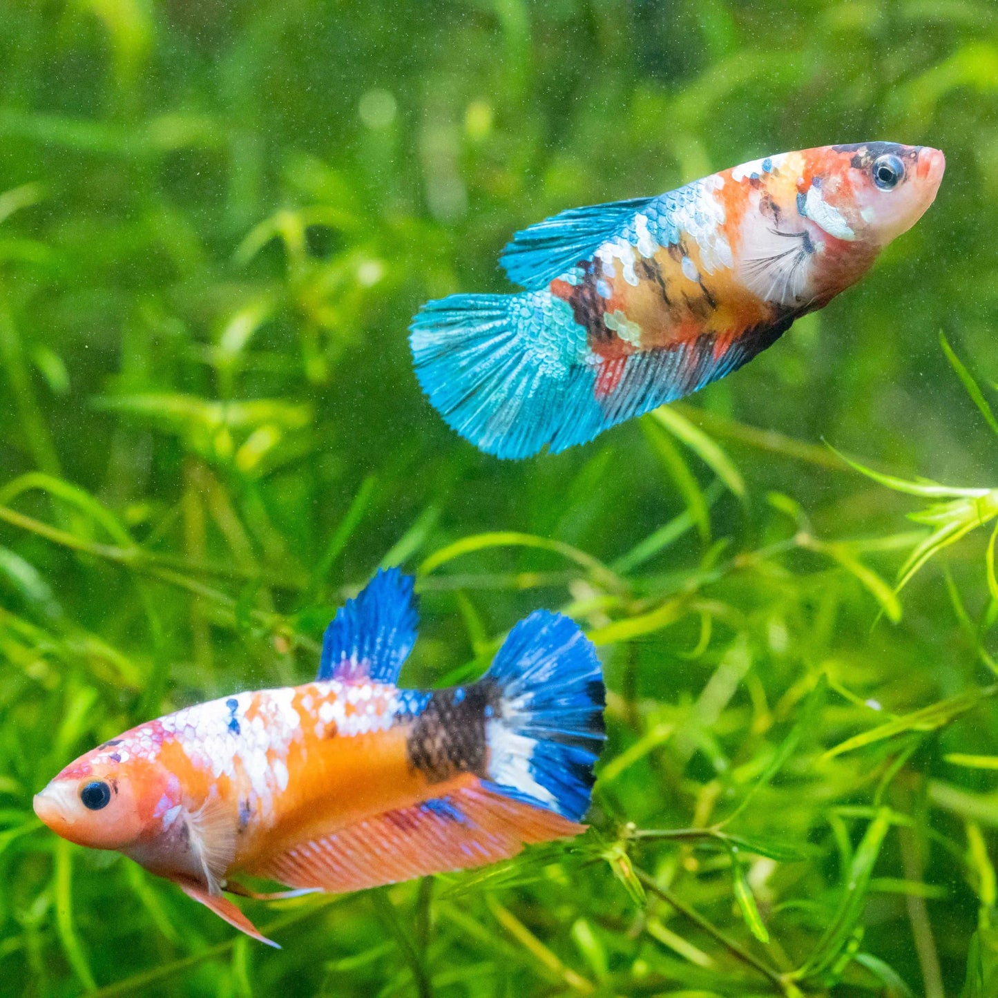 Giant Koi Nemo Female Plakat (HMPK) Betta