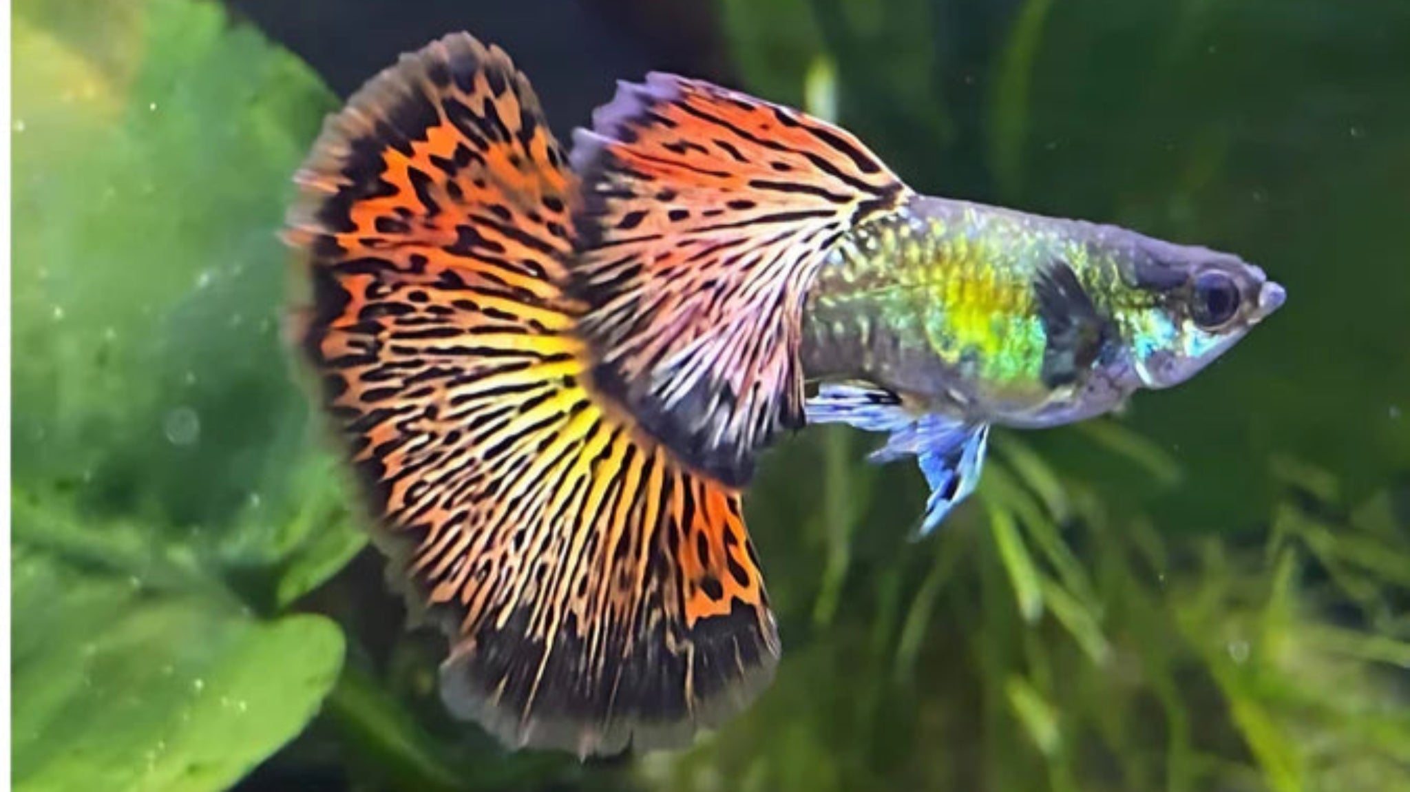 Red Dragon Guppy – Shrimply Fintastic