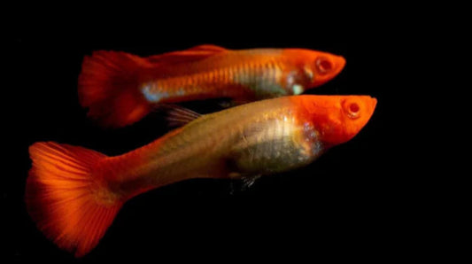 Albino Koi Red Ear Guppy