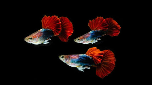 Half Black Red Rose Guppy