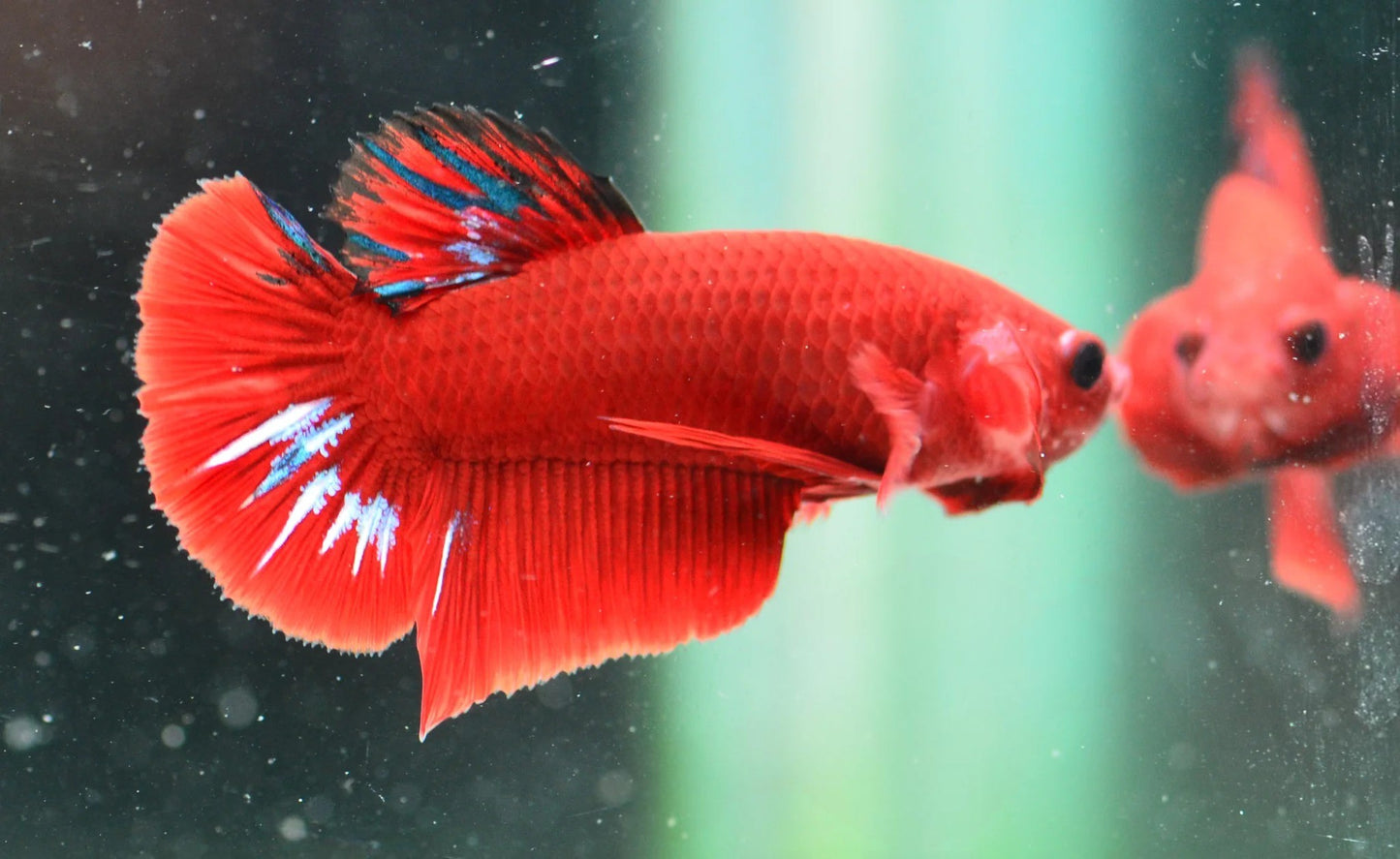 Red 'HellBoy' Halfmoon Plakat (HMPK) Betta