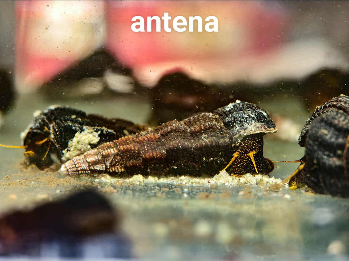 Antena Rabbit Yellow Antenna Rabbit Snail – Shrimply Fintastic