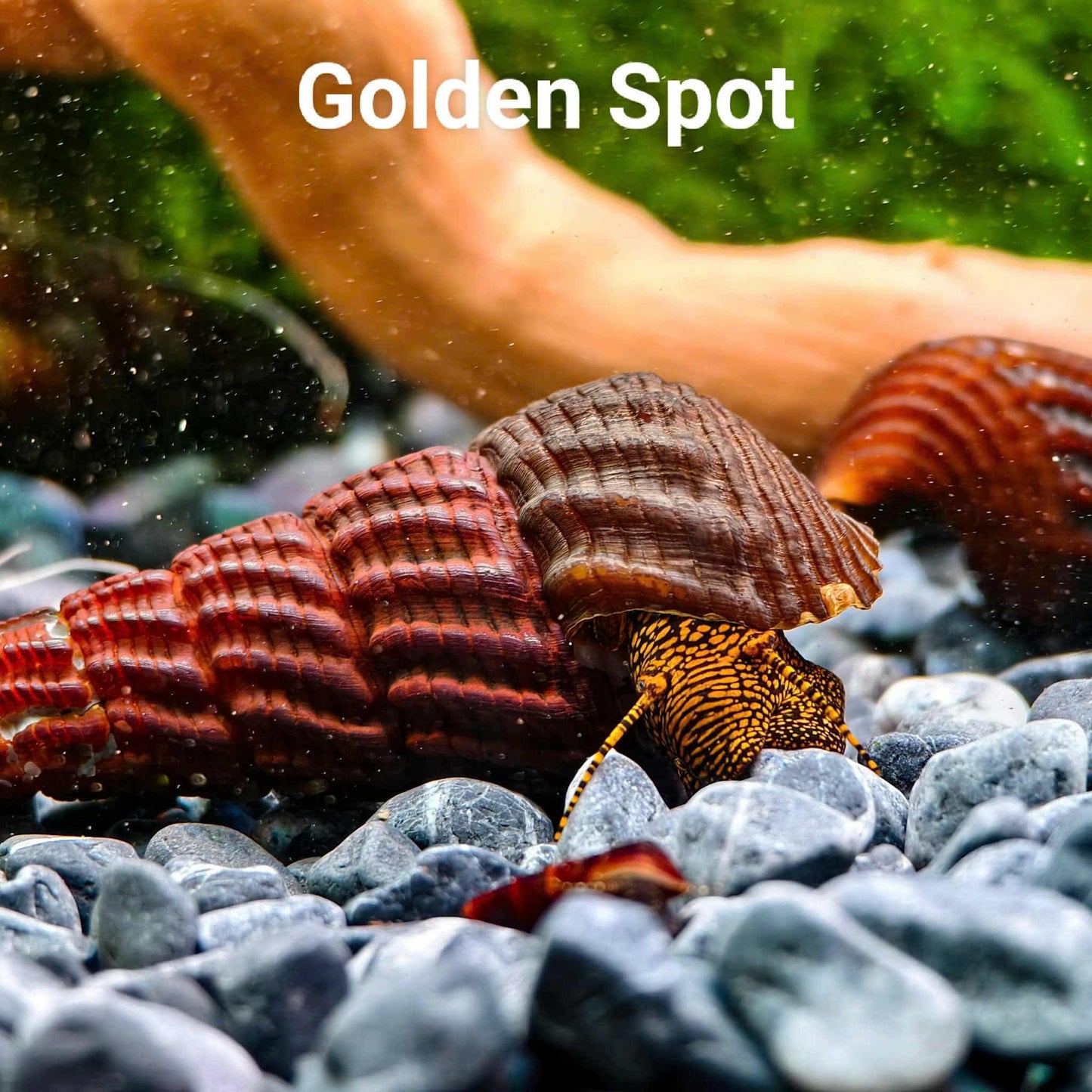Golden Spotted Rabbit Snail