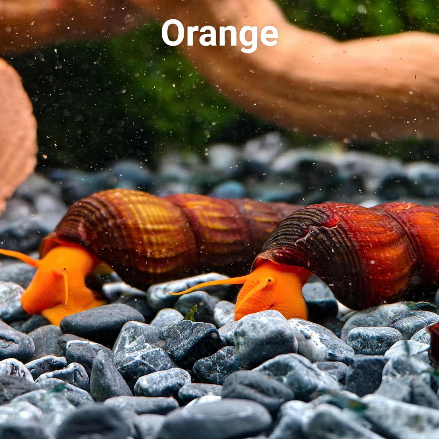 Orange Poso Rabbit Snail