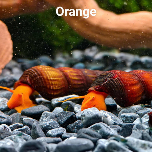 Orange Poso Rabbit Snail