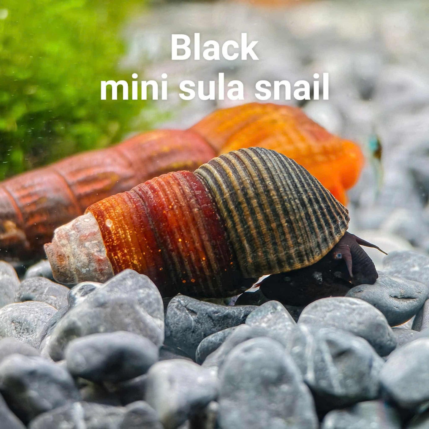 Black Mini Rabbit Snail