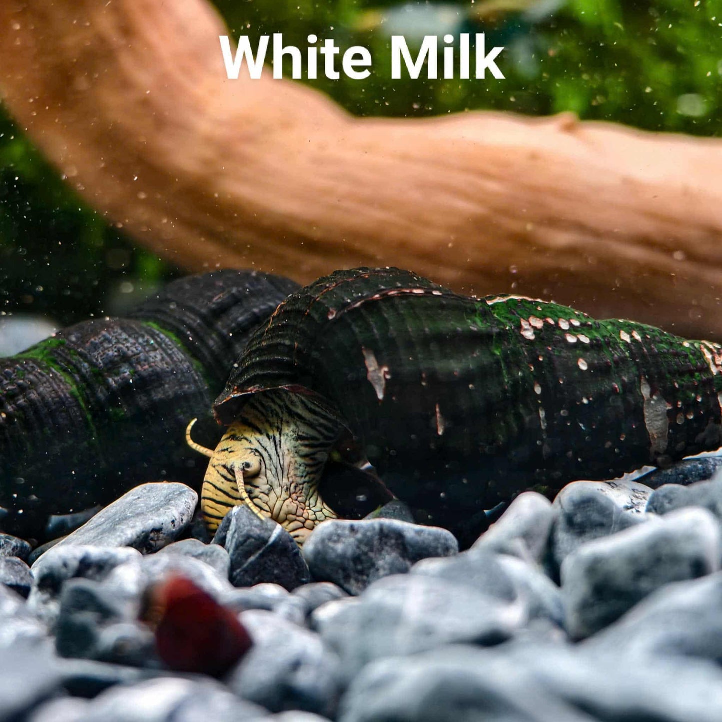 White Milk Rabbit Snail