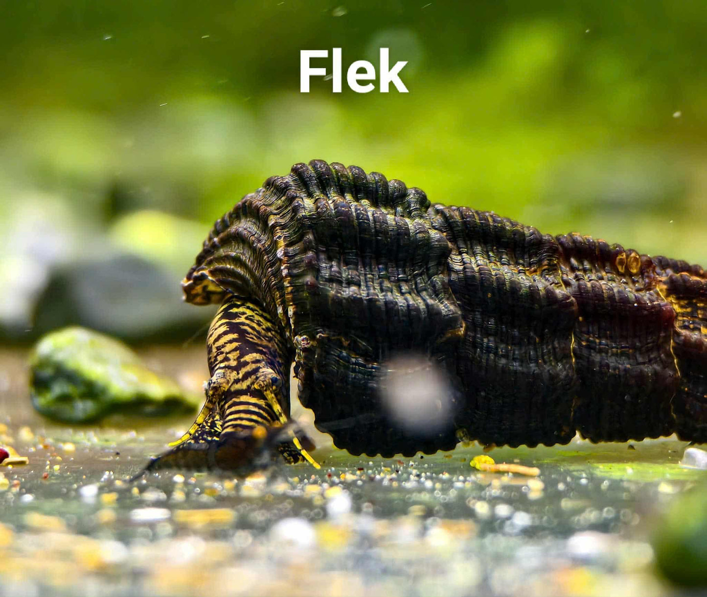 Yellow Antenna Rabbit Snail