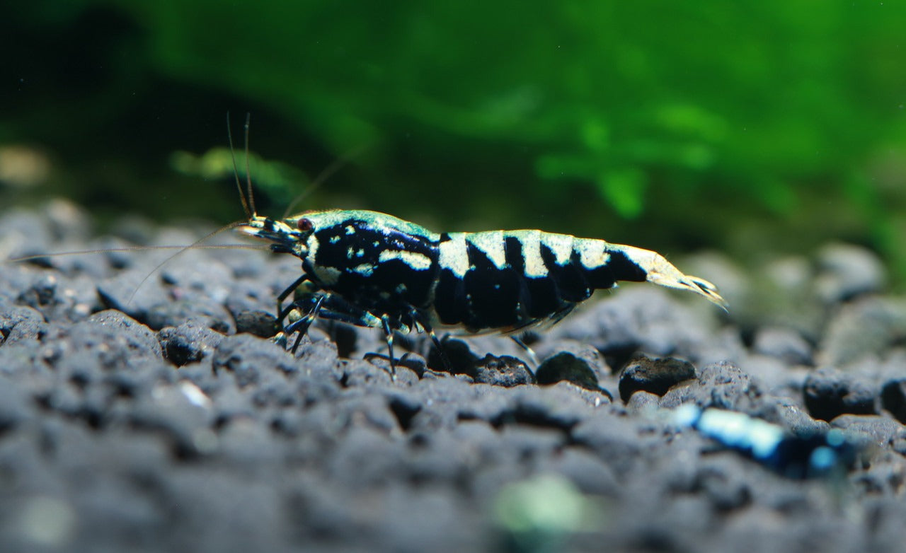 Black Pinto (Mixed Pattern)