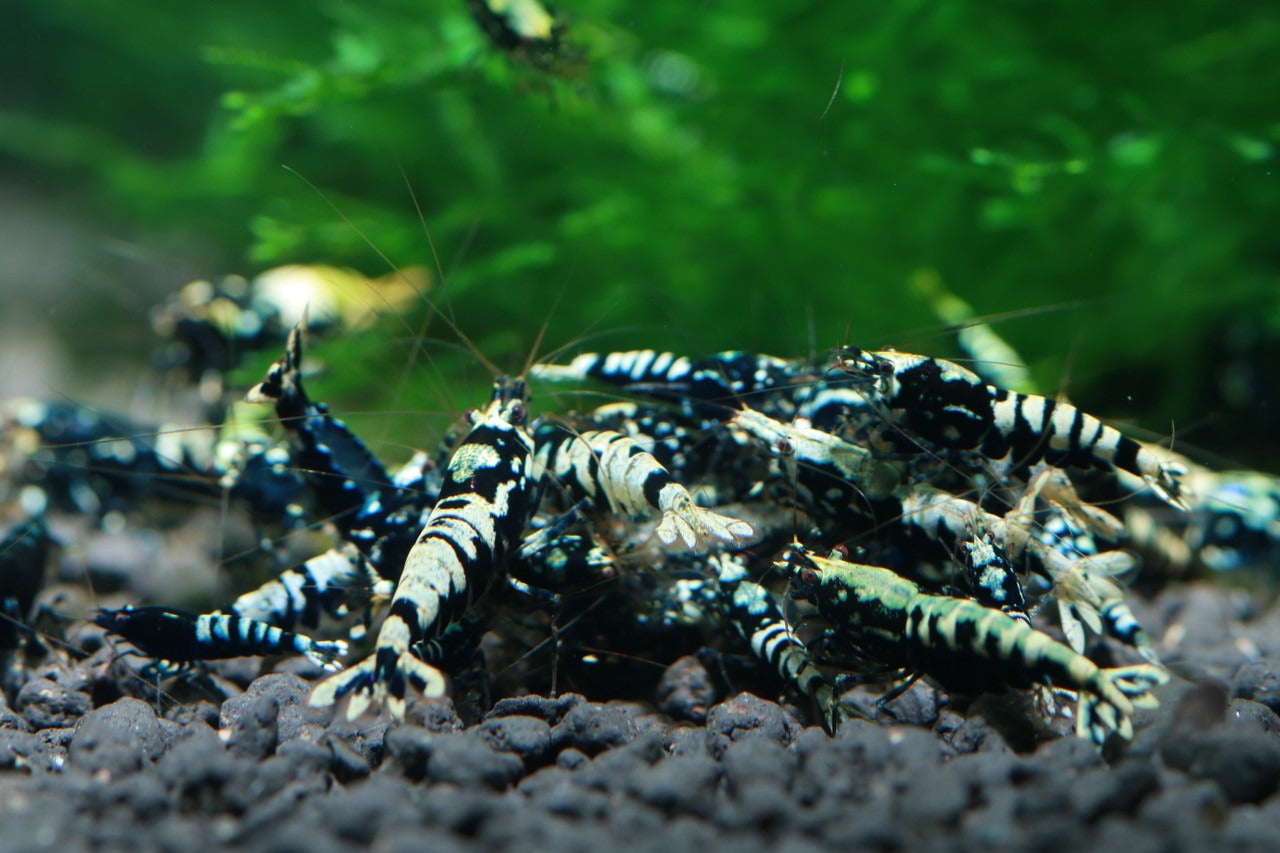Black Pinto (Mixed Pattern)