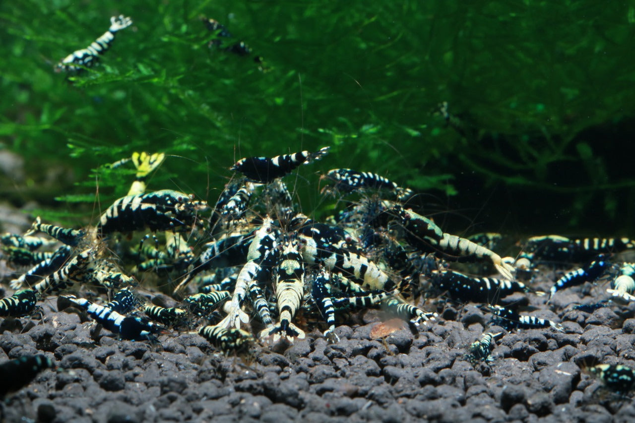 Black Pinto (Mixed Pattern)