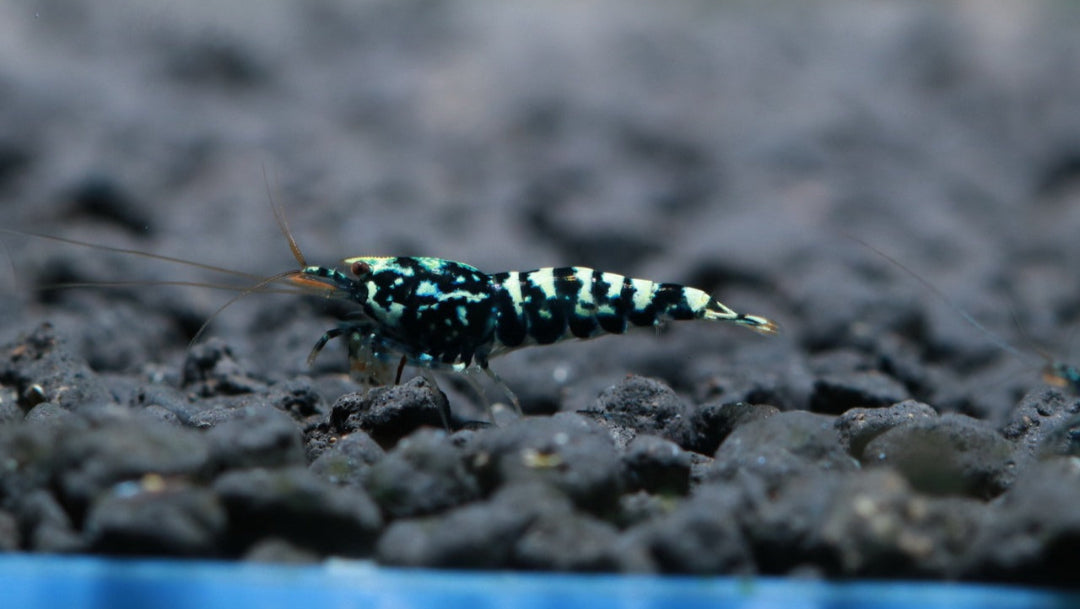 Black Pinto (Mixed Pattern)