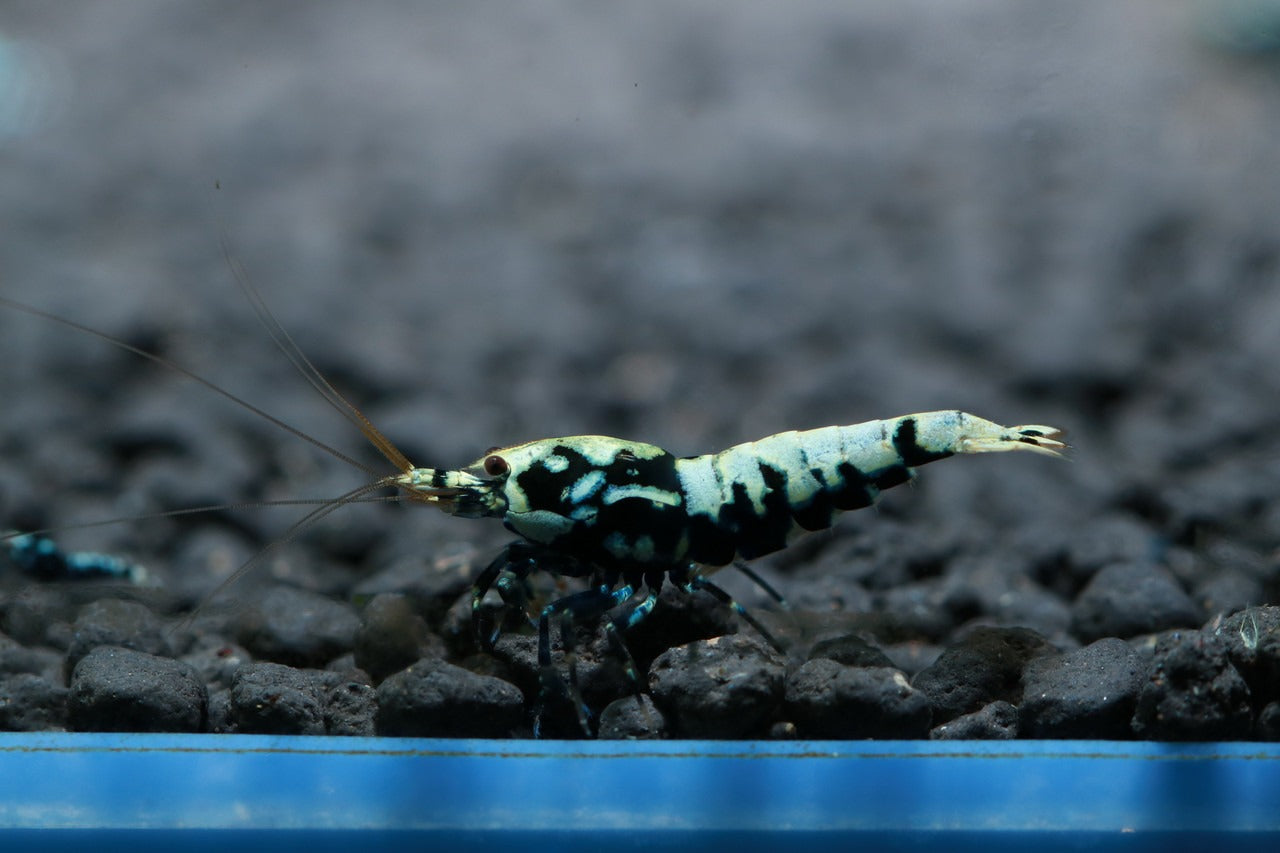 Black Pinto (Mixed Pattern)