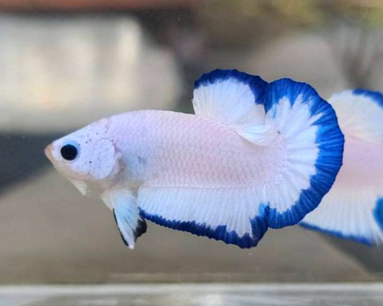 Blue Rim Halfmoon Plakat (HMPK) Betta