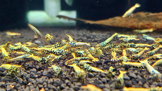 Yellow Boa