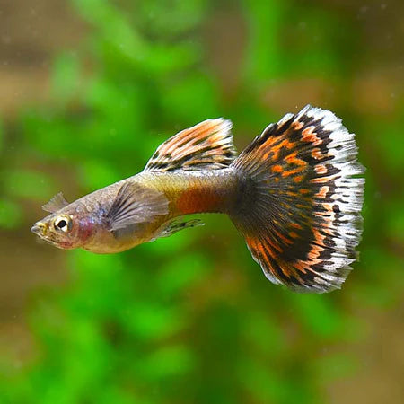 Red Dragon Guppy