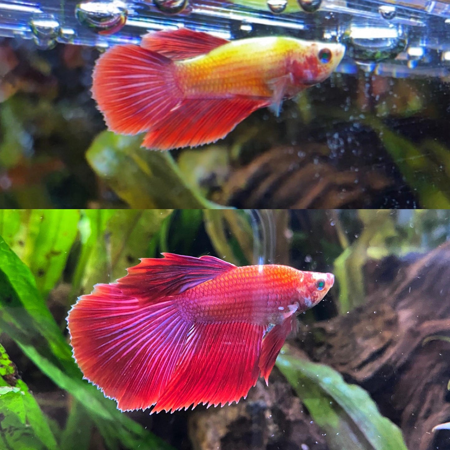 Neon Green Betta Hybrid