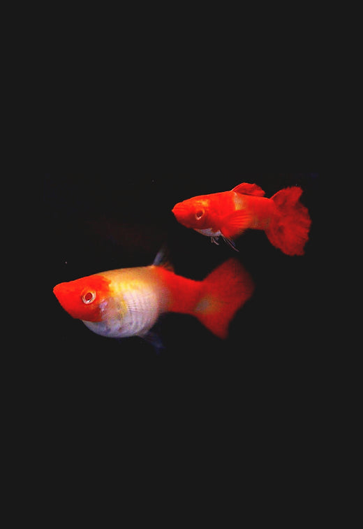 Albino Koi Red Ear Guppy