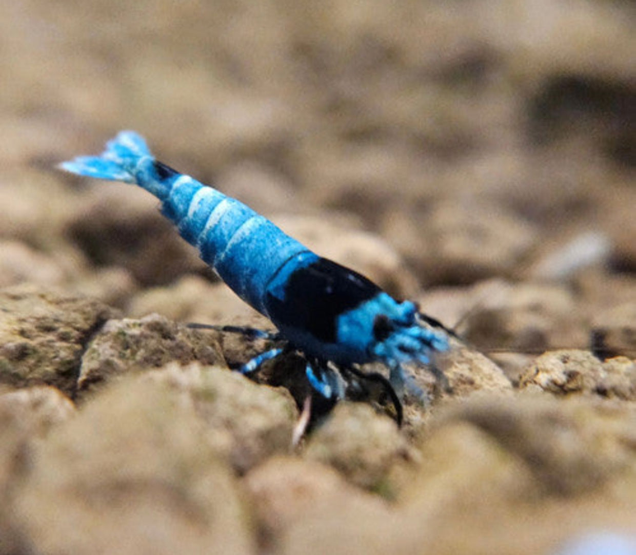 Blue Shadow Mosura