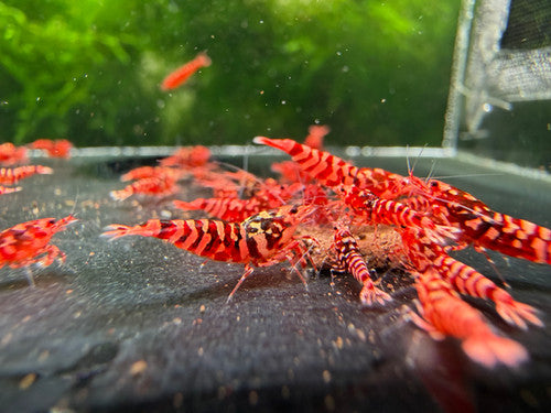 Red Wasp
