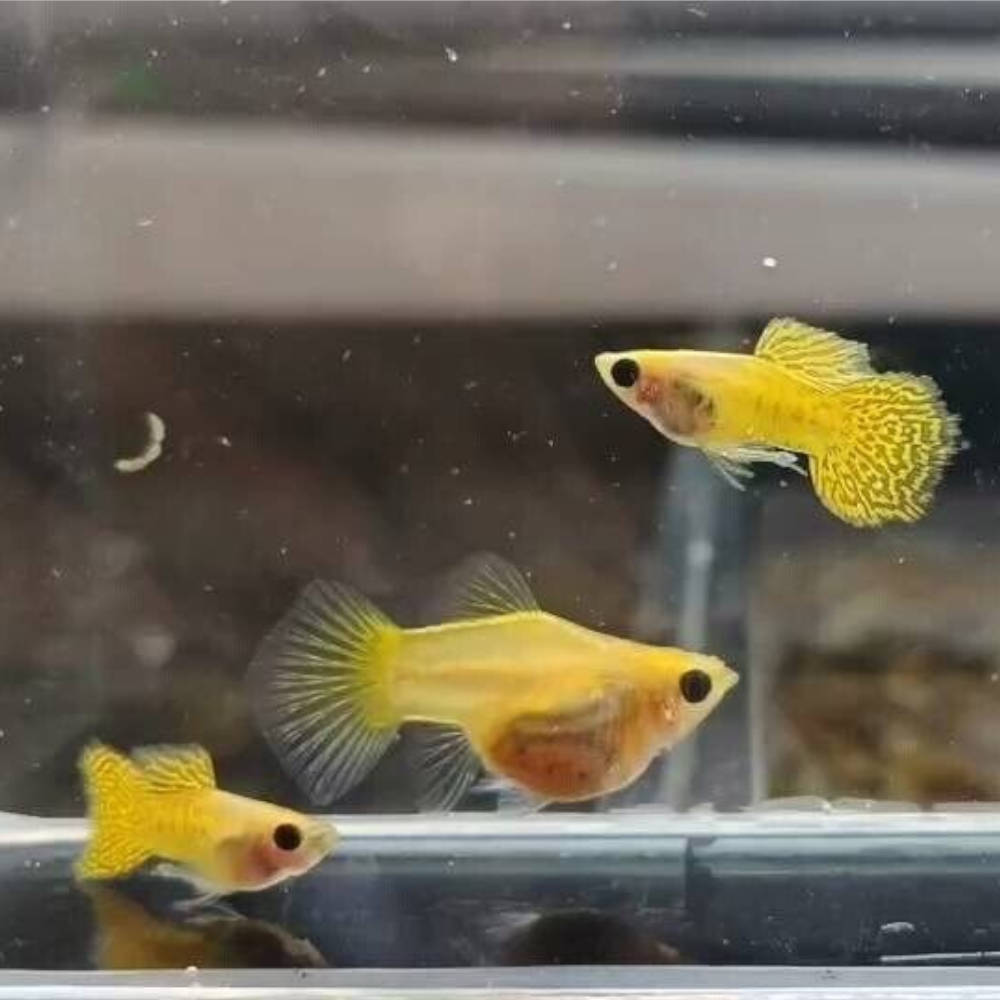 Yellow Koi Short Glass Belly Guppy