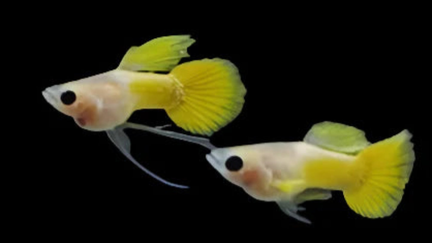 Yellow Koi Short Glass Belly Guppy