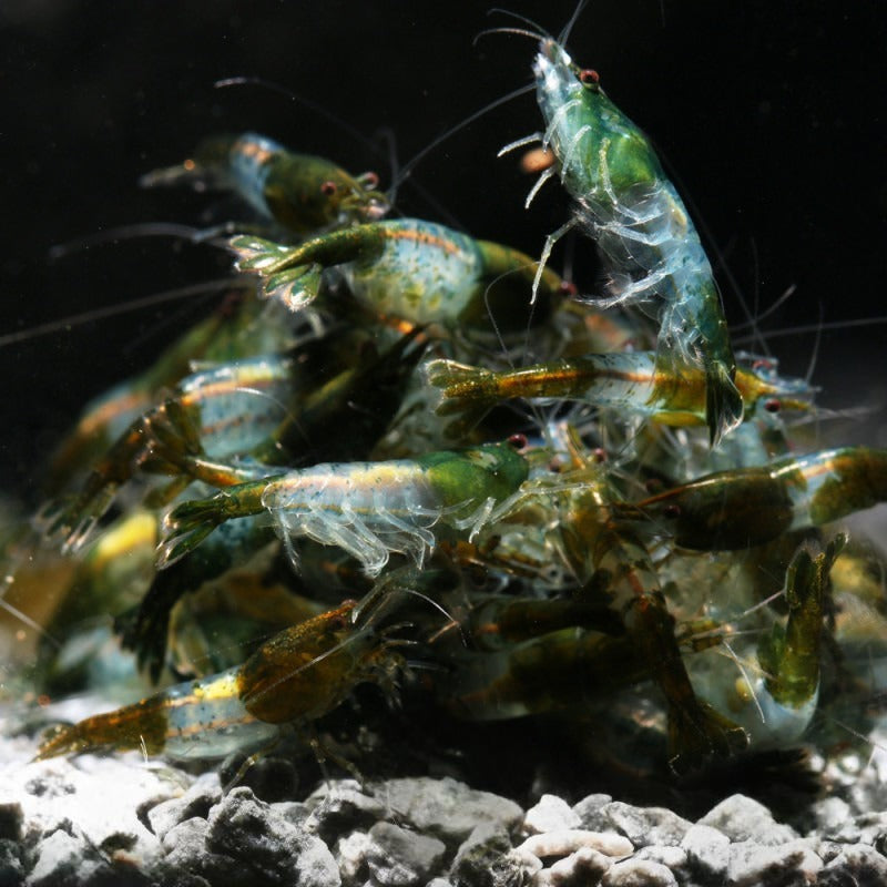 Francia Rili Olive Green Rili – Shrimply Fintastic
