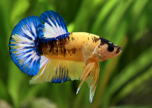 Yellow 'HellBoy' Halfmoon Plakat (HMPK) Betta