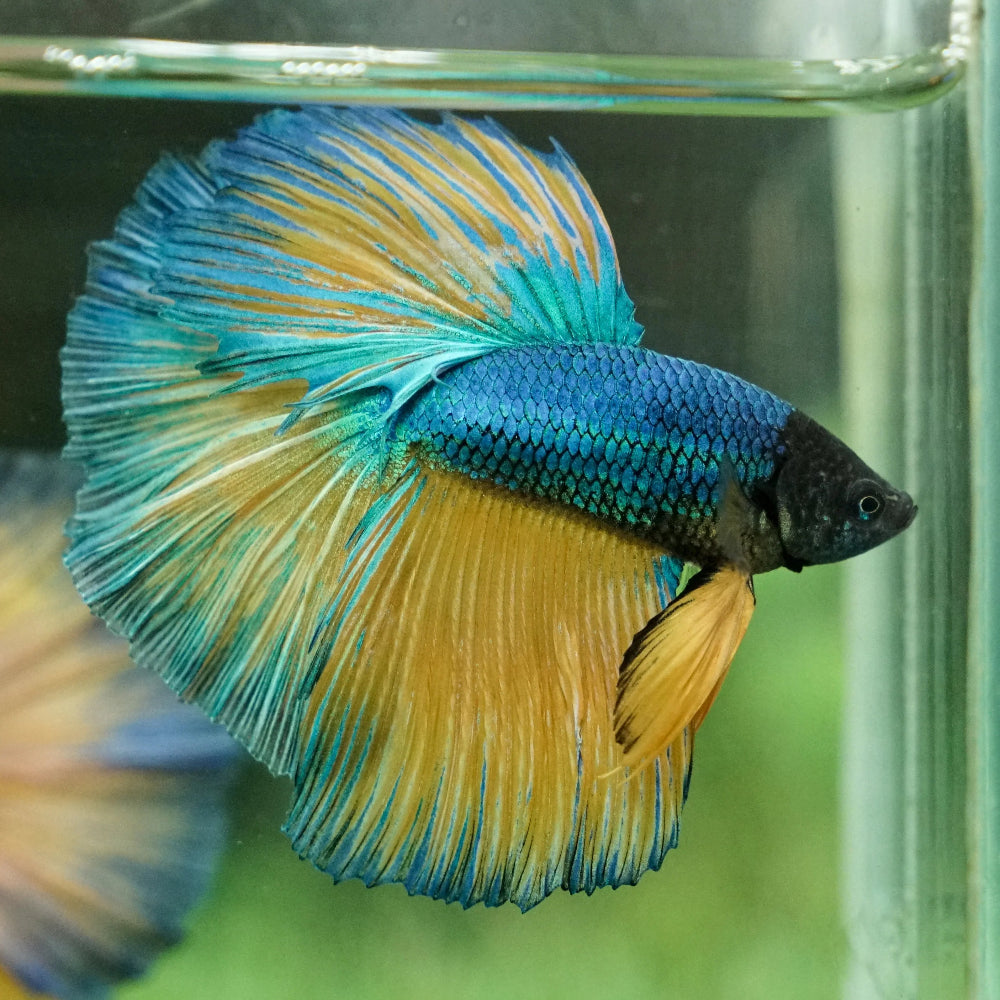 Mustard Gas Halfmoon Betta – Shrimply Fintastic