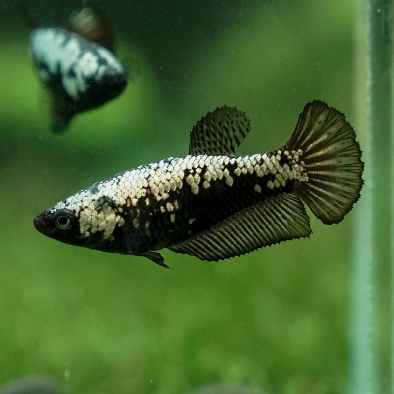 Black Samurai Dragon Scale Halfmoon Plakat (HMPK) Betta