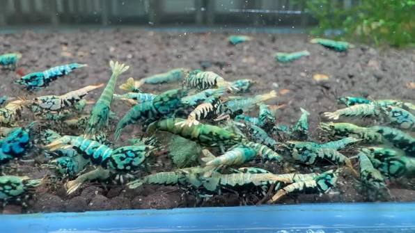Blue Boa (Common grade)