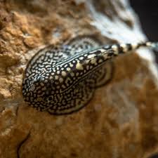Reticulated Hillstream Loach / Tiger Hillstream Loach