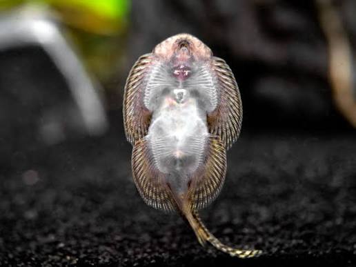 Reticulated Hillstream Loach / Tiger Hillstream Loach