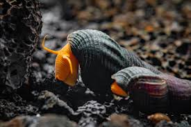 Orange Poso Rabbit Snail