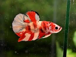 Giant Koi Nemo Female Plakat (HMPK) Betta