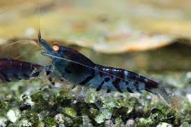 Orange Eye Blue Tiger (OEBT)