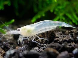 Snow Amano / Yamato Shrimp