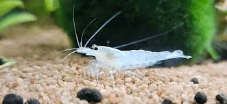 Snow Amano / Yamato Shrimp