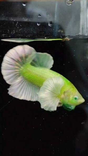 Neon Green Eye Betta Hybrid