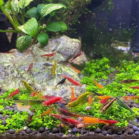 Mixed Neocaridina Skittles