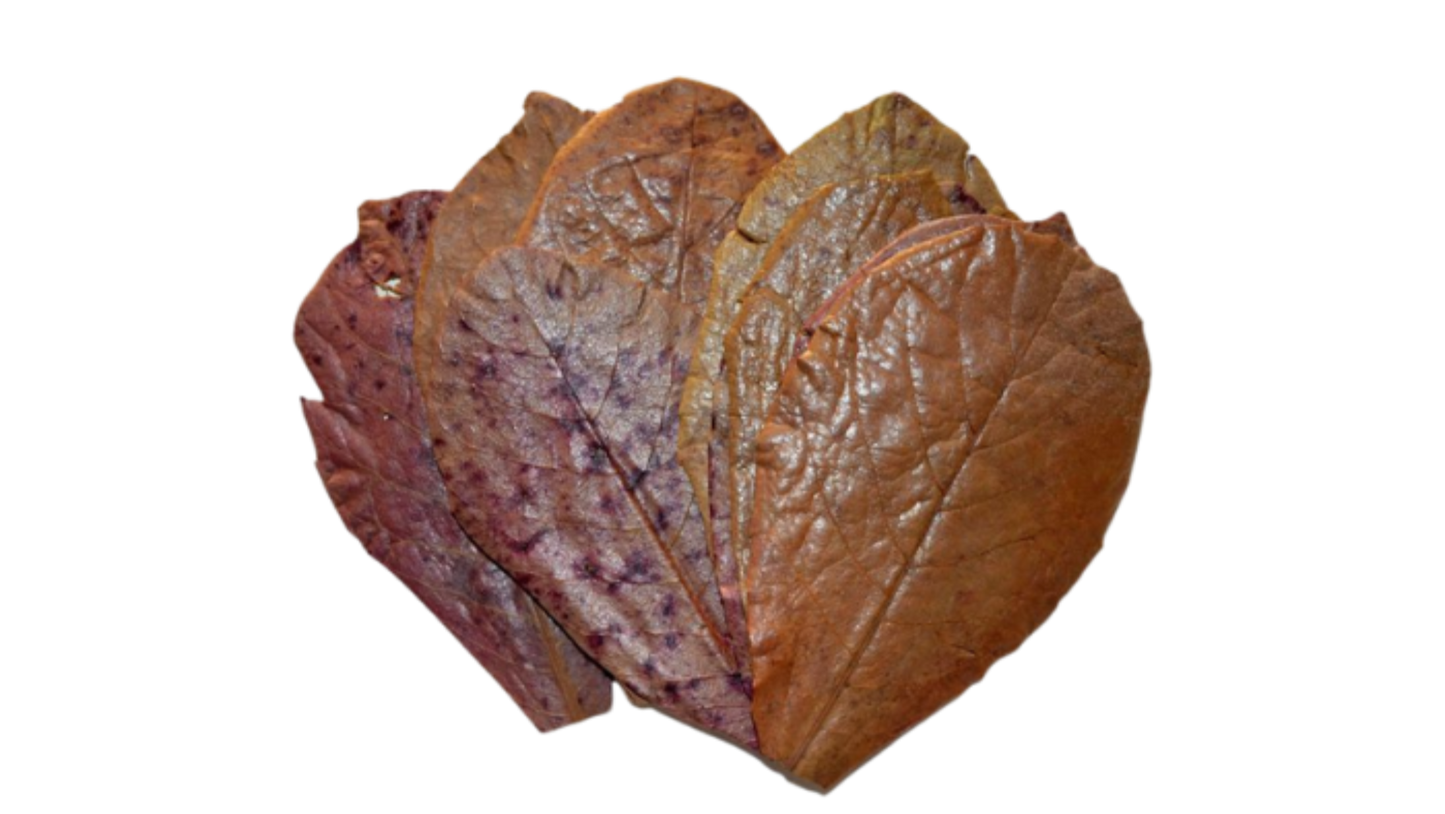 Almond Leaves (Pack of 5)