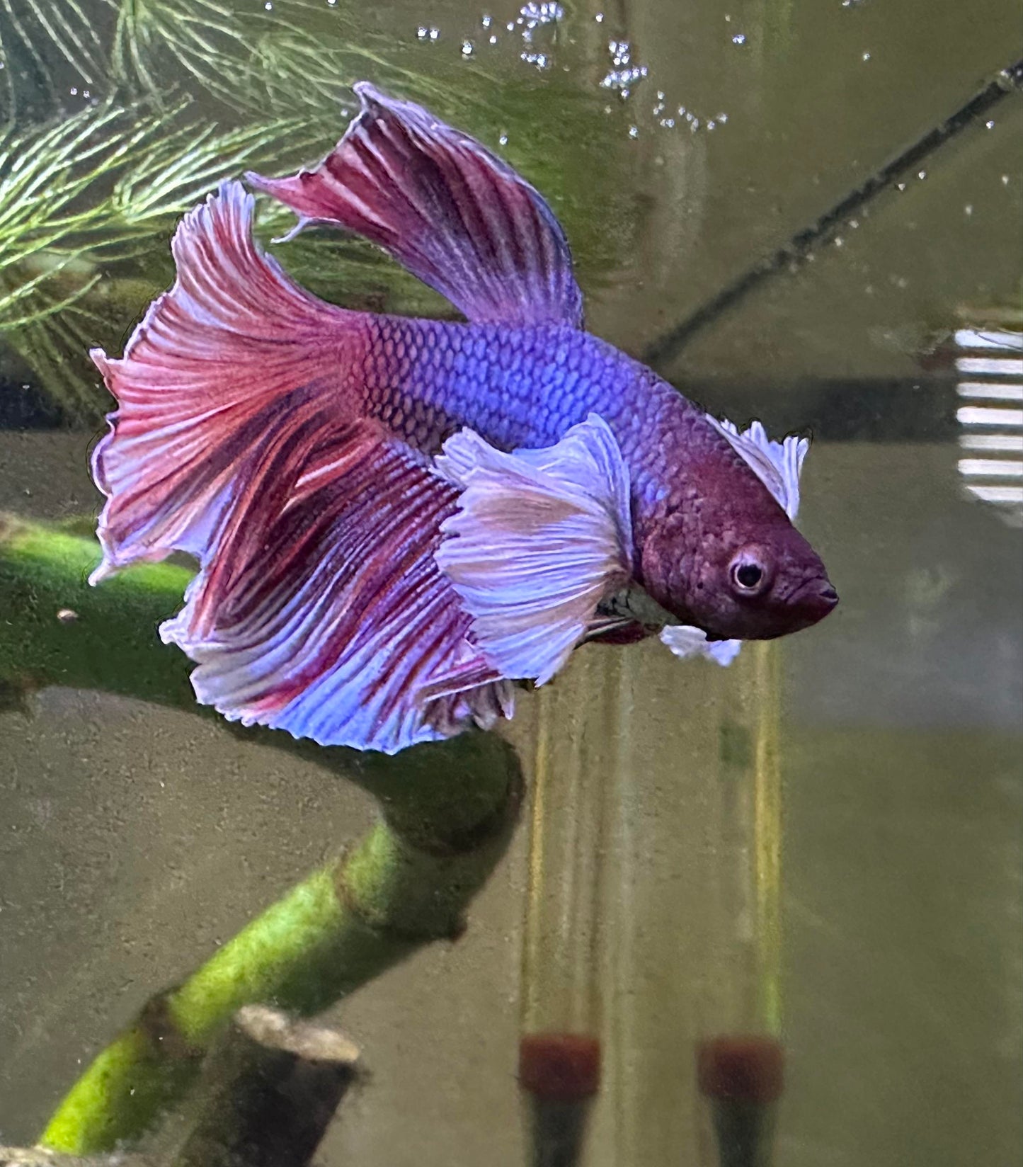 Dumbo Lavender Butterfly Halfmoon Betta