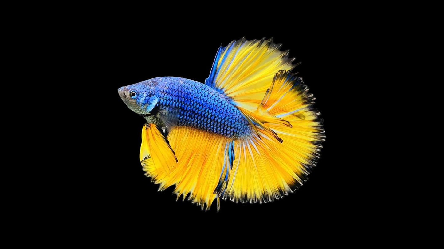Mustard Gas Halfmoon Betta