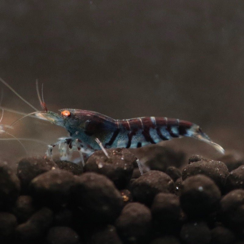 Orange Eye Blue Tiger (OEBT)