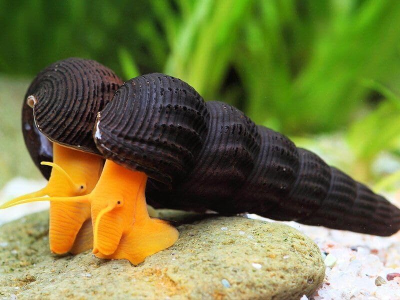 Orange Poso Rabbit Snail