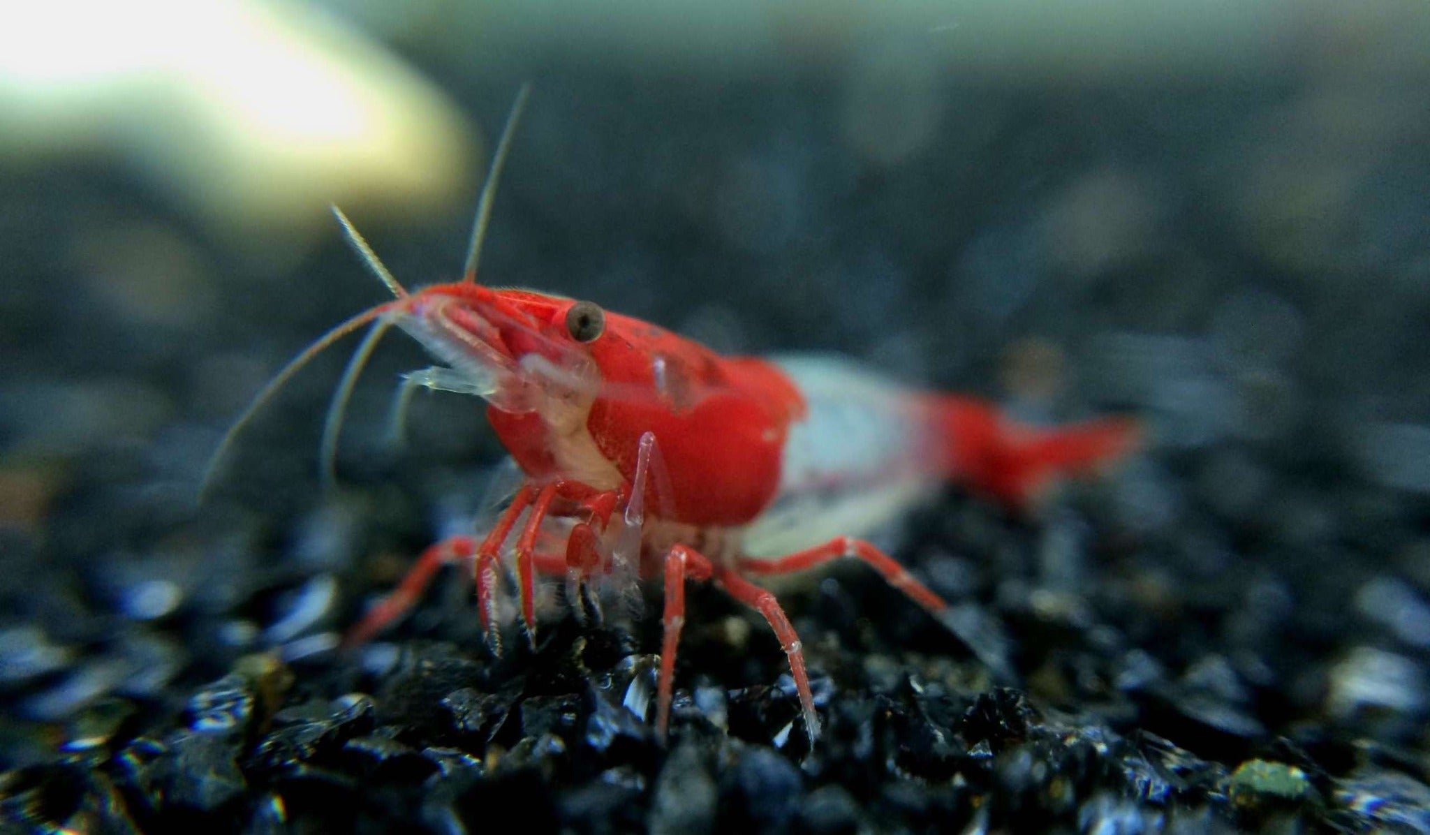 Red Ril Red Rili – Shrimply Fintastic